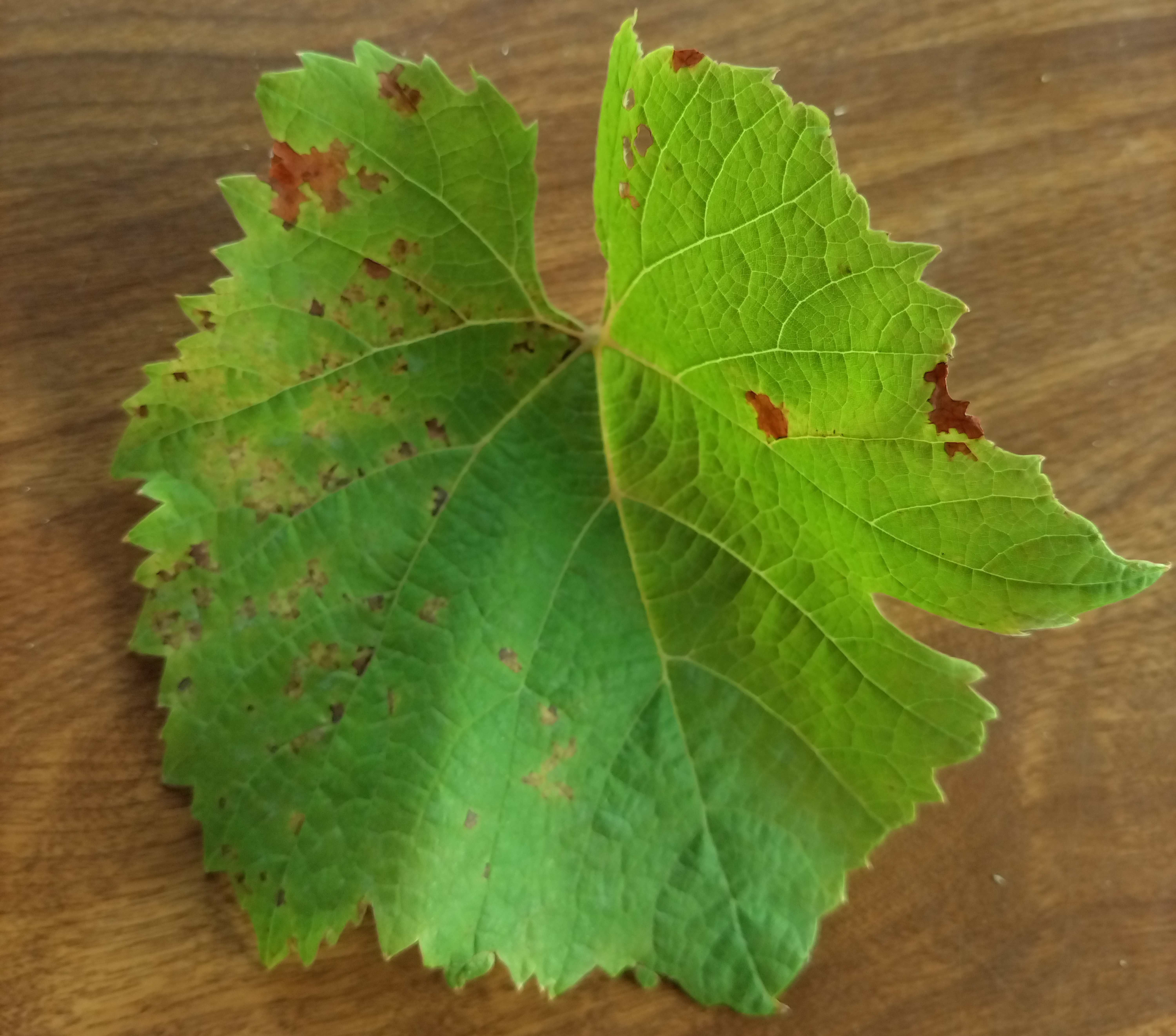 A grape leaf sitting on a table. The leaf has brown spots, signs of a downy mildew infection.